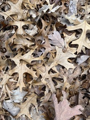 Quercus ellipsoidalis