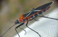 Dysdercus decussatus