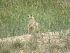 Cynomys parvidens