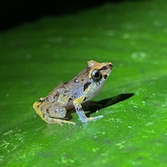 Pristimantis urichi