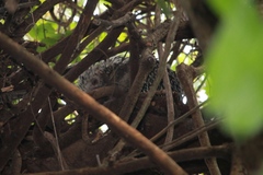 Coendou longicaudatus
