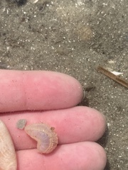 Pentamera pulcherrima