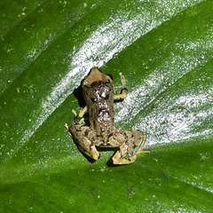 Pristimantis urichi