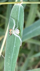 Misumenoides formosipes