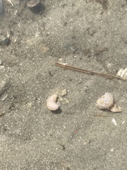 Pentamera pulcherrima