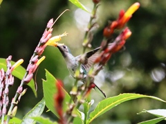 Campylopterus hemileucurus