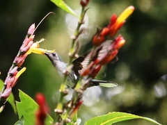 Campylopterus hemileucurus