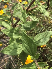 Stevia