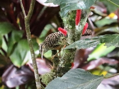 Campylorhynchus zonatus