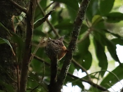 Campylorhynchus zonatus