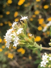 Stevia