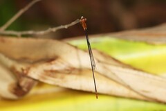 Teinobasis rufithorax