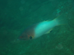 Bodianus axillaris