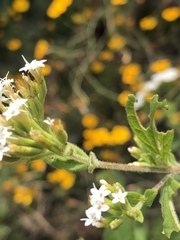 Stevia