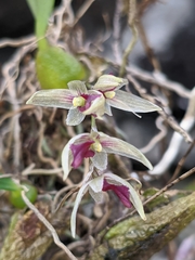 Bulbophyllum roseopictum