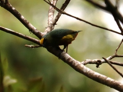 Euphonia gouldi