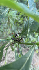 Phaedrotettix