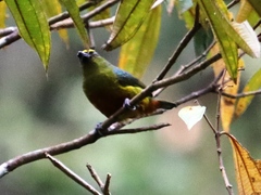 Euphonia gouldi