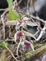 Bulbophyllum roseopictum
