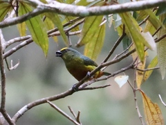 Euphonia gouldi