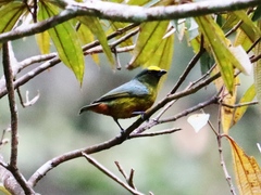 Euphonia gouldi