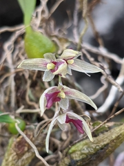 Bulbophyllum roseopictum