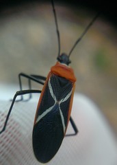 Dysdercus decussatus