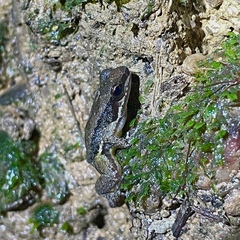 Mannophryne trinitatis