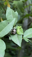 Calligrapha ancoralis