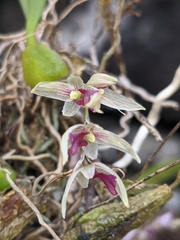 Bulbophyllum roseopictum