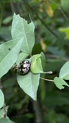 Calligrapha ancoralis