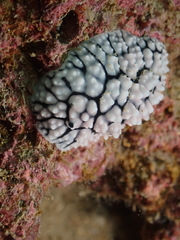 Phyllidiella