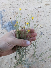 Hymenopappus filifolius