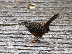 Campylorhynchus zonatus