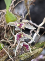Bulbophyllum roseopictum
