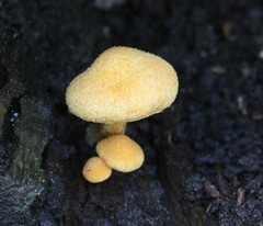 Fungi