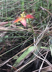 Sarracenia minor