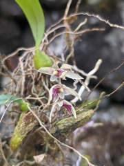 Bulbophyllum roseopictum