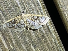 Herpetogramma thestealis