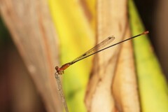 Teinobasis rufithorax