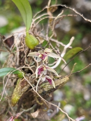 Bulbophyllum roseopictum