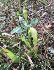 Sarracenia minor