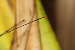 Teinobasis rufithorax