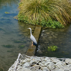 Egretta novaehollandiae novaehollandiae