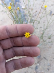 Hymenopappus filifolius