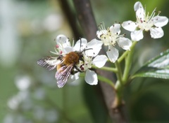 Andrena milwaukeensis