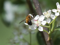 Andrena milwaukeensis