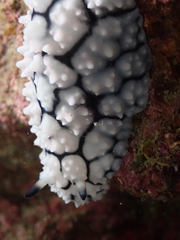 Phyllidiella