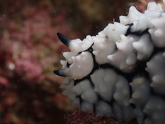 Phyllidiella