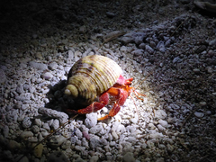 Coenobita perlatus
